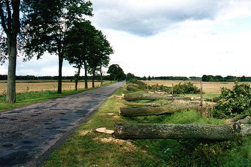 Mikołajki - aleja w trakcie wycinki - 2005 r.