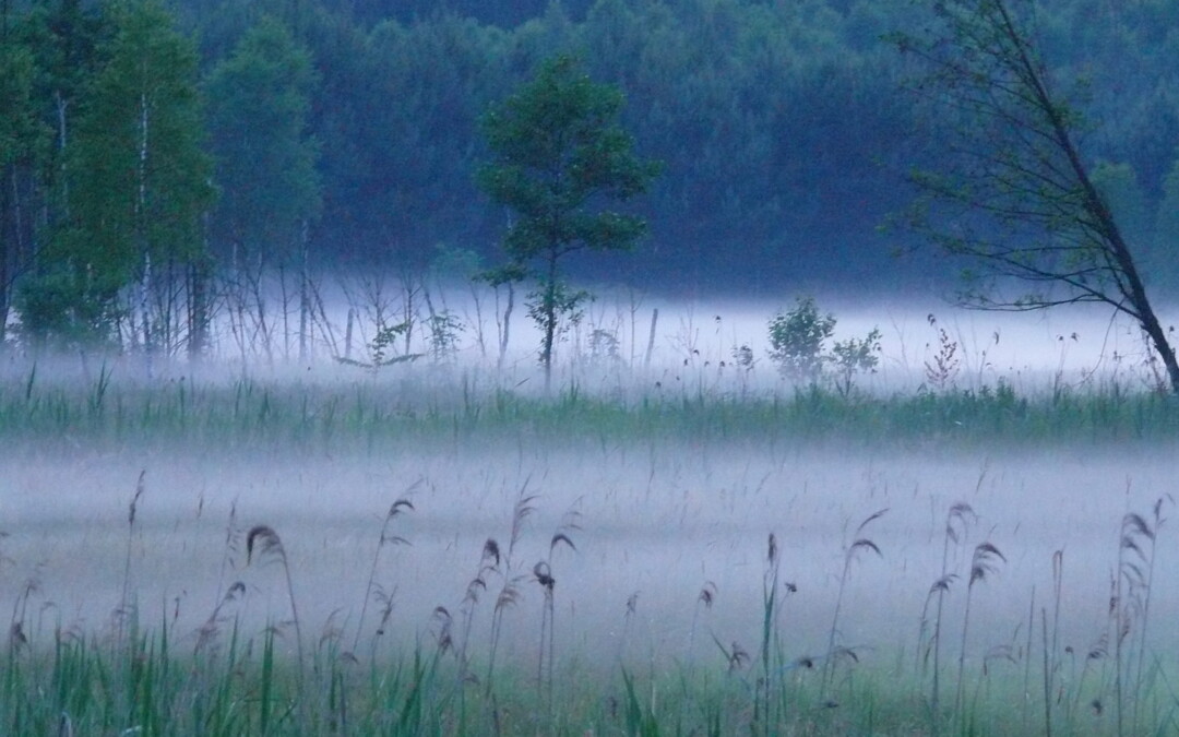Rezerwat przyrody zamiast lotniska!