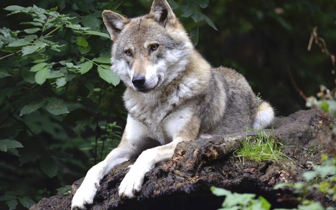 Wilki wróciły w Karkonosze